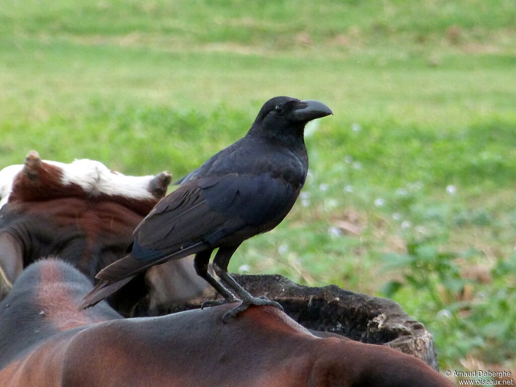 Indian Jungle Crow