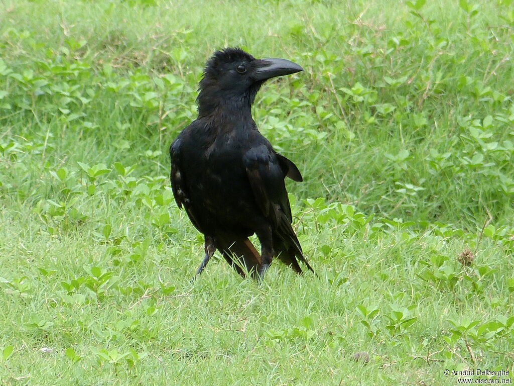 Corbeau indien