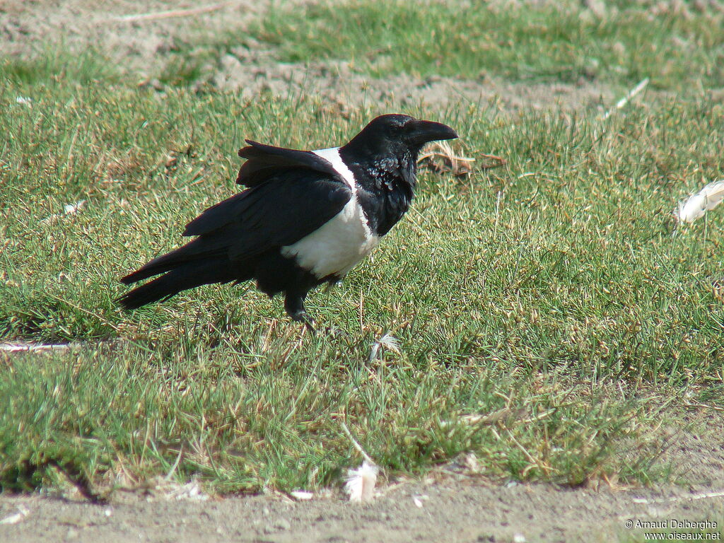 Pied Crow