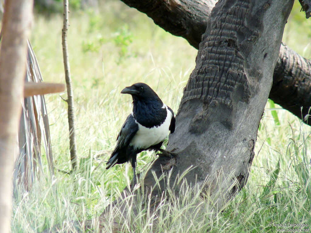 Pied Crow