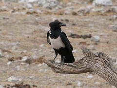 Corbeau pie