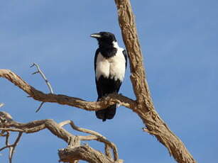 Corbeau pie