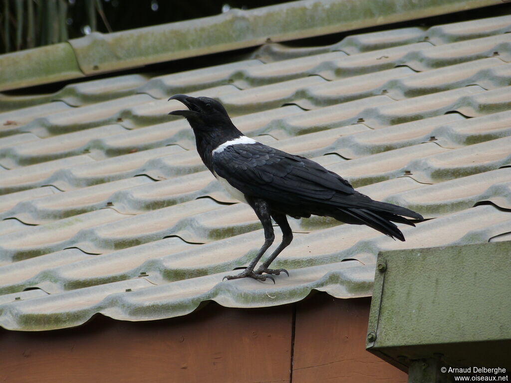 Corbeau pie