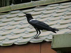 Pied Crow