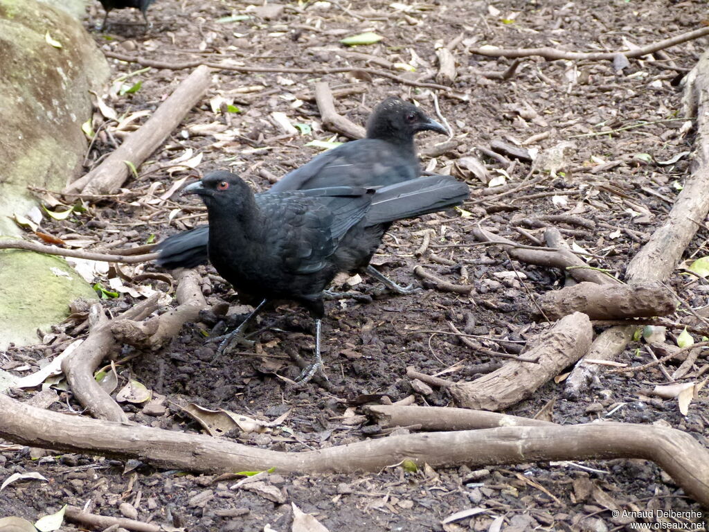 White-winged Chough