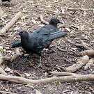 Corbicrave leucoptère