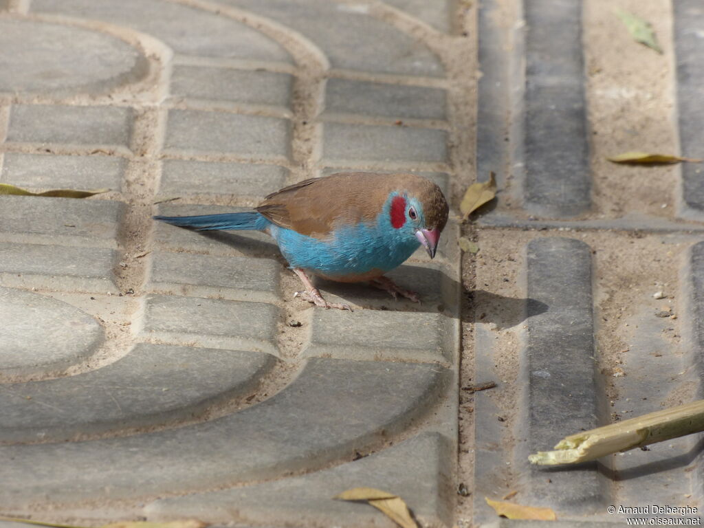 Red-cheeked Cordon-bleu male