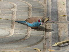 Red-cheeked Cordon-bleu