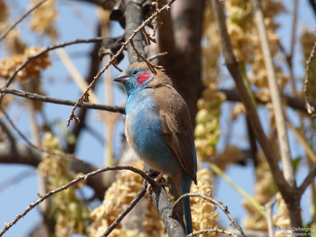 Red-cheeked Cordon-bleu male