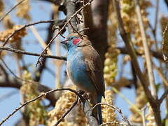 Red-cheeked Cordon-bleu