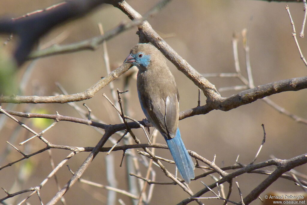 Red-cheeked Cordon-bleu female