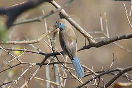 Red-cheeked Cordon-bleu