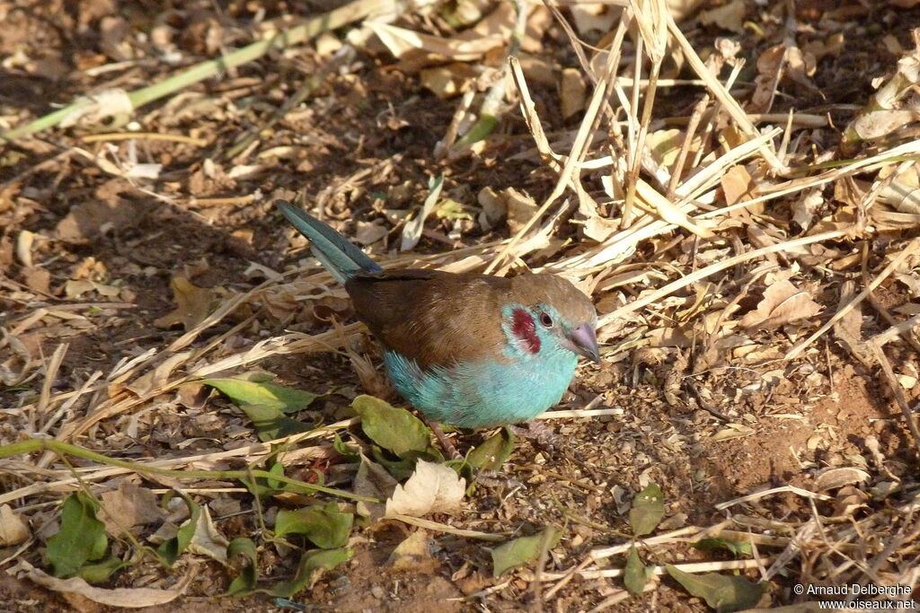 Cordonbleu à joues rouges mâle