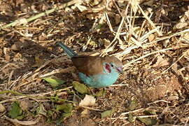 Red-cheeked Cordon-bleu