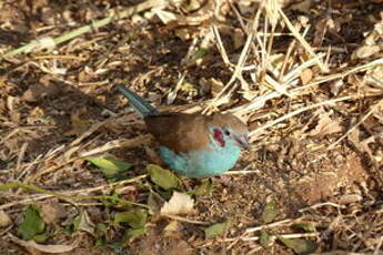 Cordonbleu à joues rouges