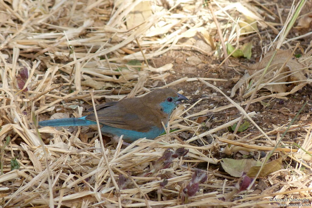 Cordonbleu à joues rouges femelle