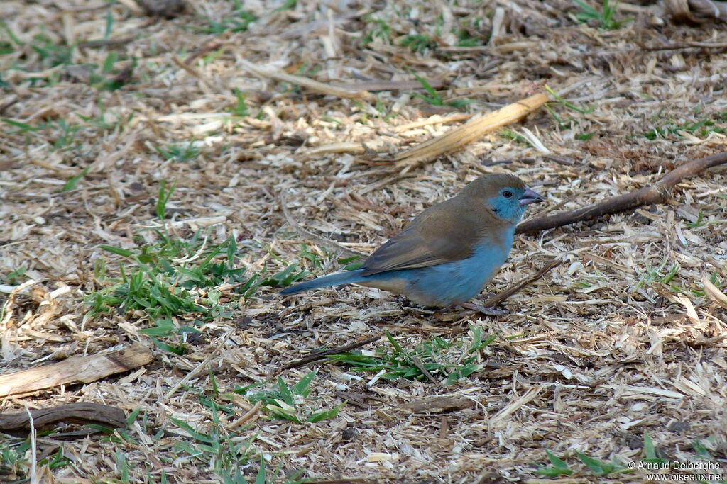 Cordonbleu à joues rouges femelle