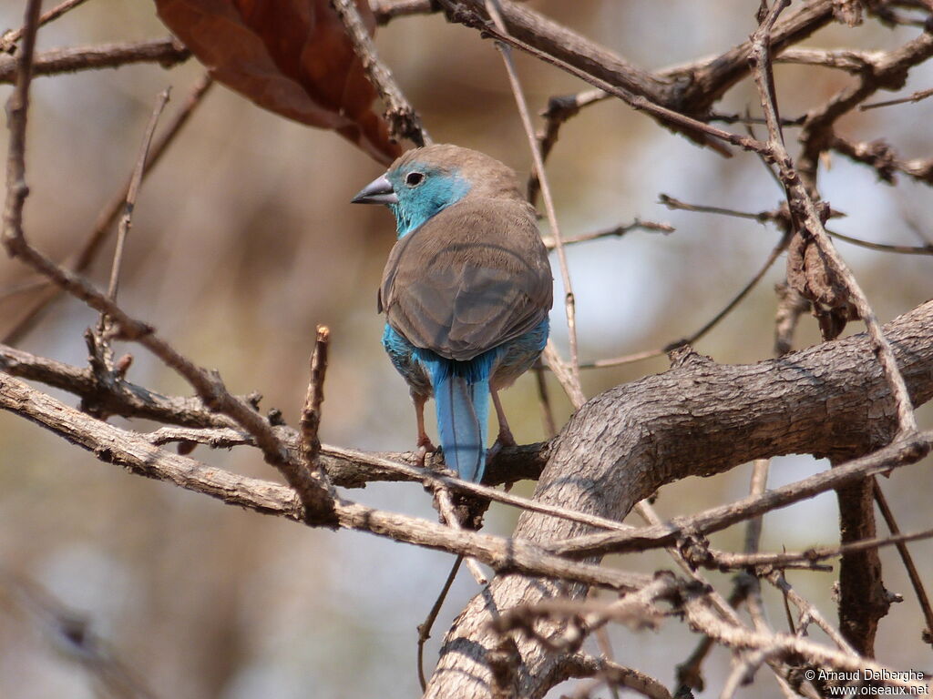 Blue Waxbill