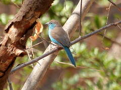 Blue Waxbill