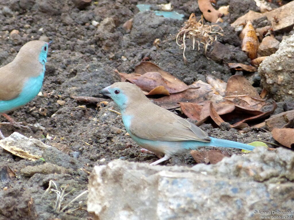 Blue Waxbill