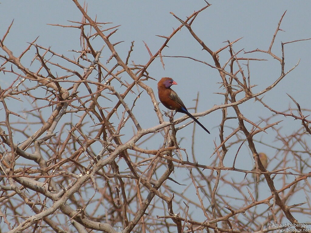 Violet-eared Waxbill