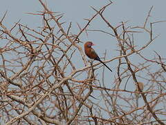 Violet-eared Waxbill