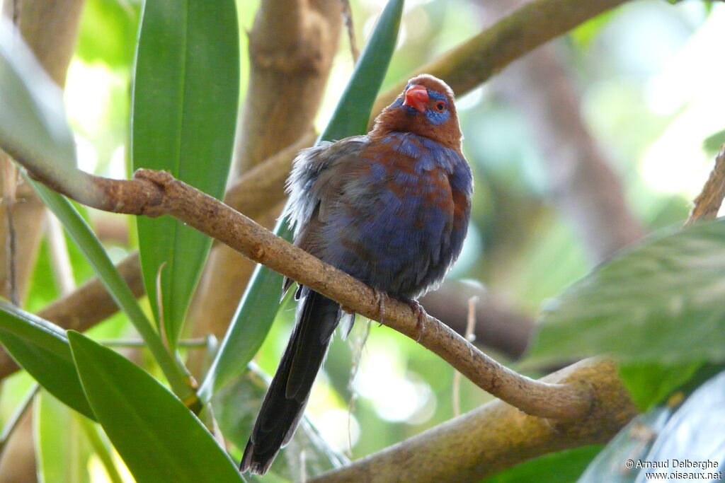 Purple Grenadier male