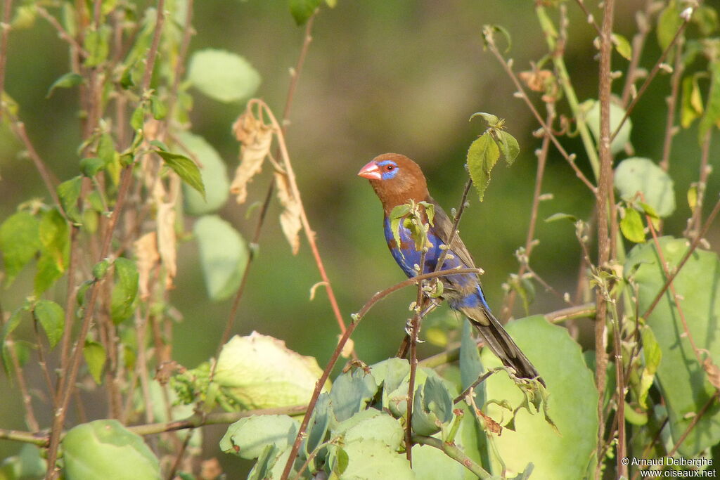 Purple Grenadier male