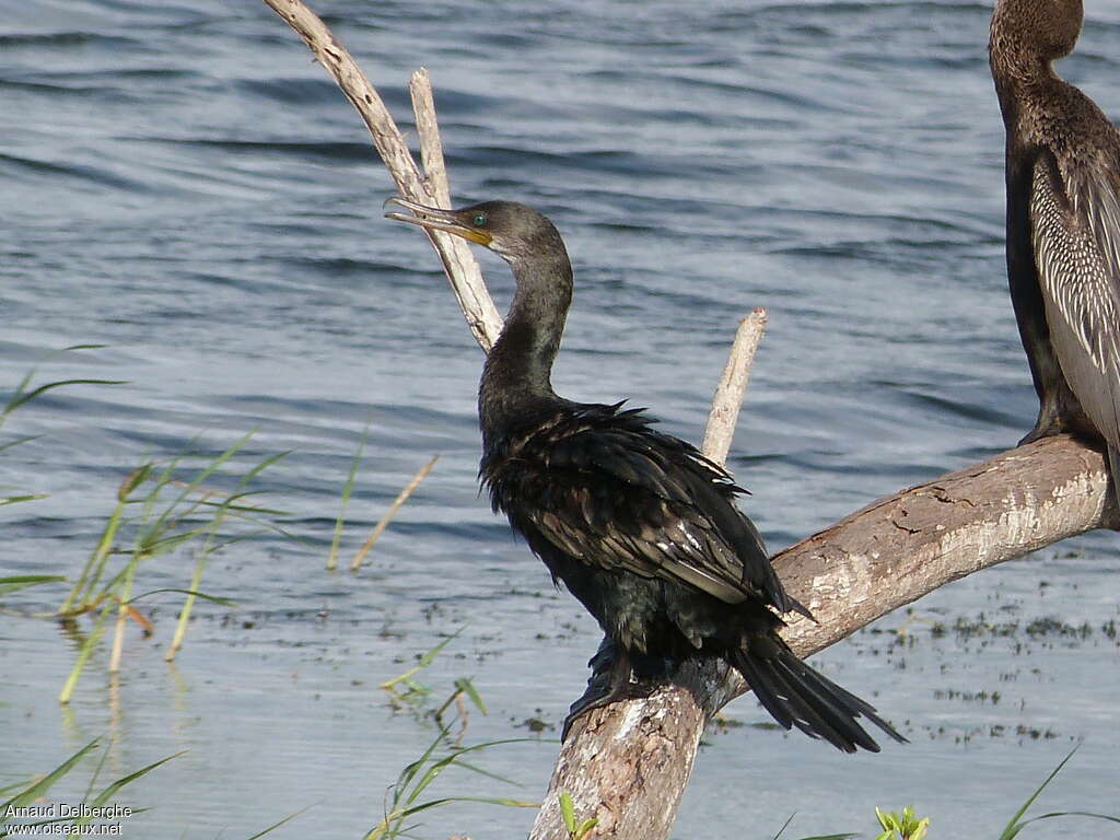 Cormoran à cou brunadulte internuptial, identification