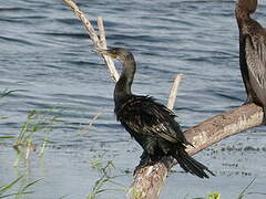 Cormoran à cou brun