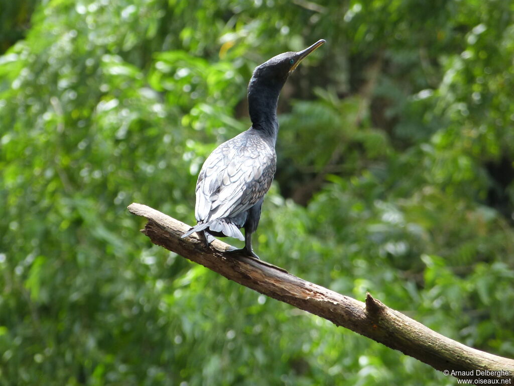 Indian Cormorant