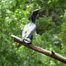 Cormoran à cou brun
