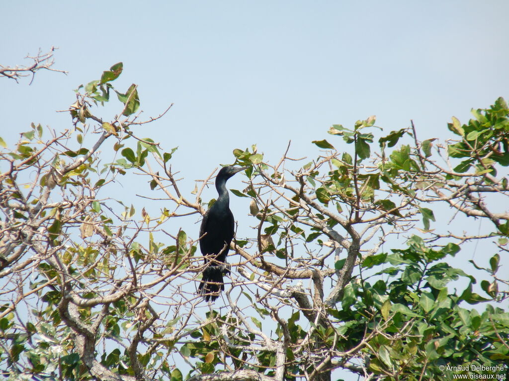 Indian Cormorant