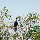 Cormoran à cou brun