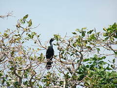 Indian Cormorant