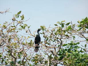 Cormoran à cou brun