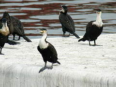 White-breasted Cormorant