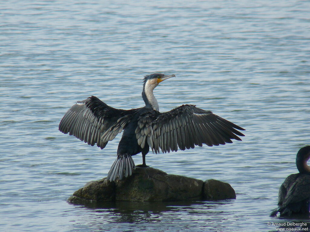 White-breasted Cormorant