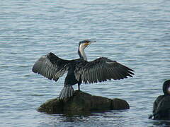 White-breasted Cormorant