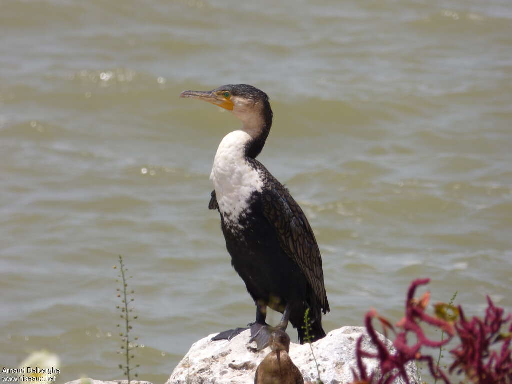 White-breasted Cormorantadult, identification