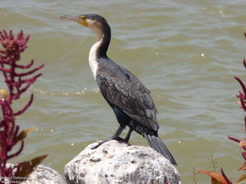 White-breasted Cormorantsubadult, identification