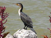 Cormoran à poitrine blanche