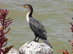 White-breasted Cormorant