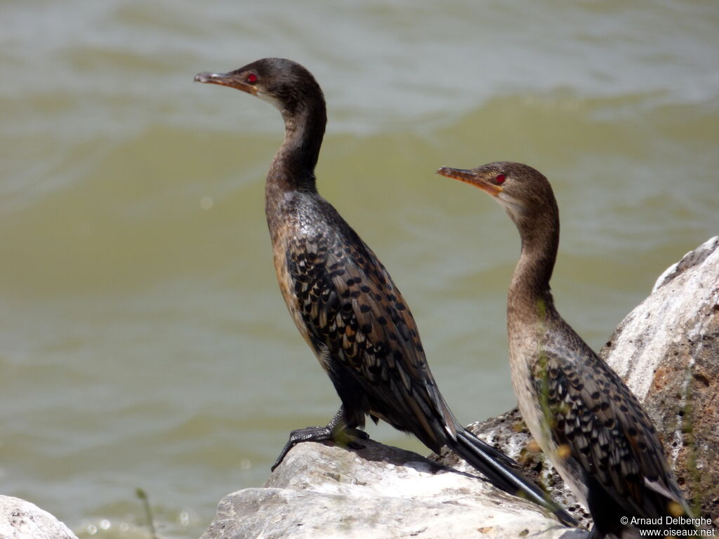 Cormoran africain