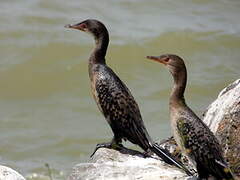 Cormoran africain