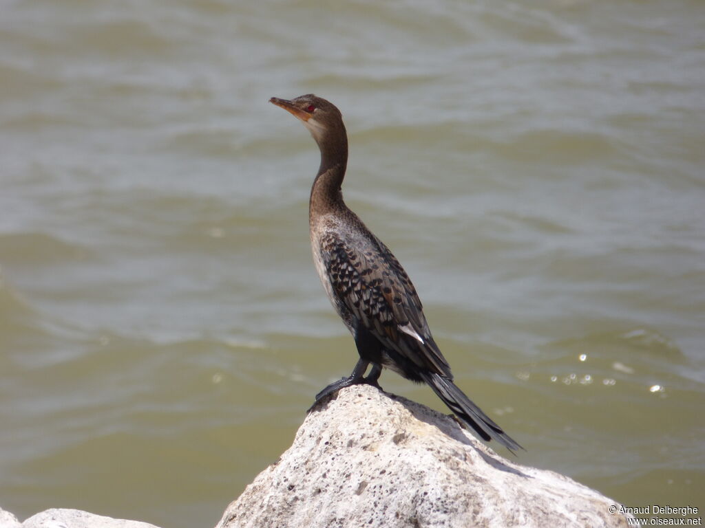 Reed Cormorant