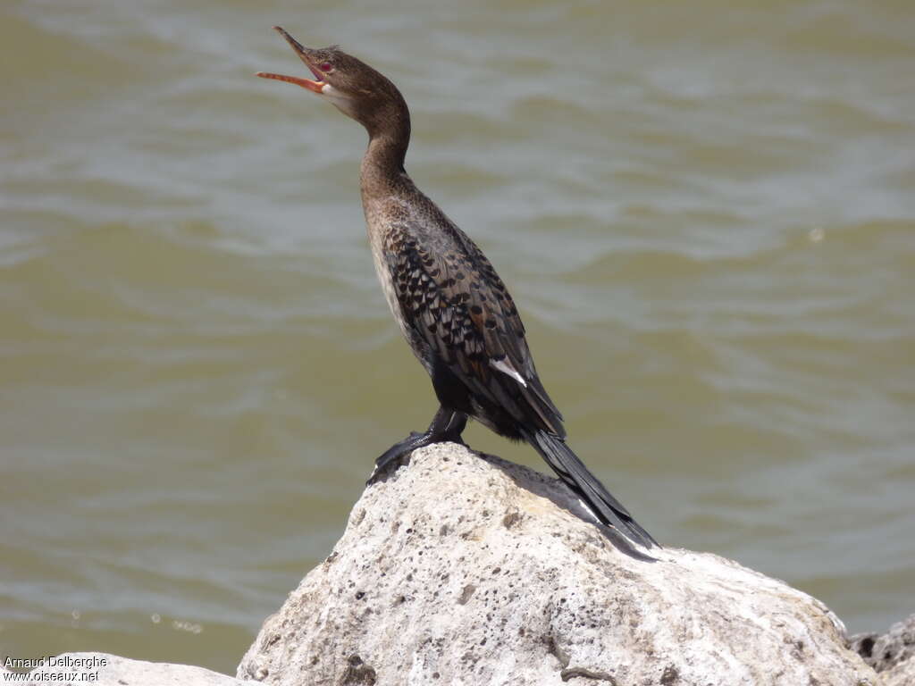 Reed Cormorantimmature