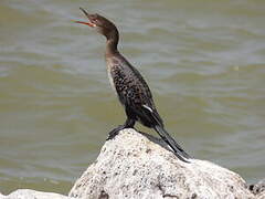 Reed Cormorant