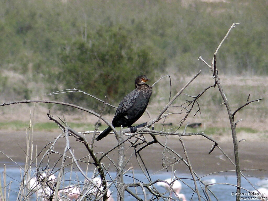 Crowned Cormorant