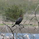Cormoran couronné